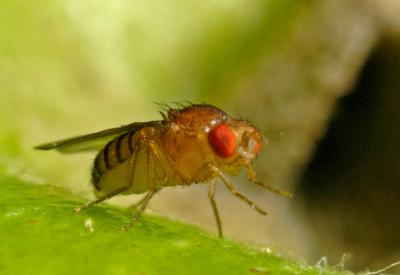 <i>Drosophila melanogaster</i>