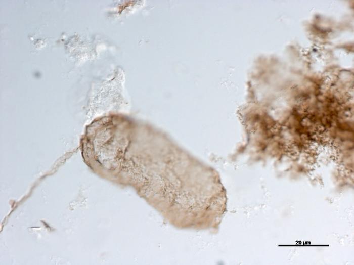 Microfossils of N.majensis