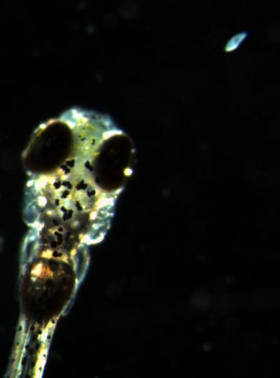 This Is What a Fish Thought Looks Like