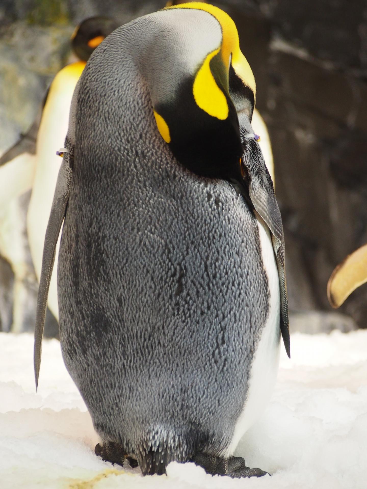 King Penguin