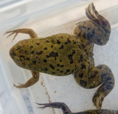 African Clawed Frog (<i>Xenopus Laevis</i>)