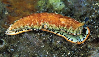 <i>Dermatobranchus leoni</i>