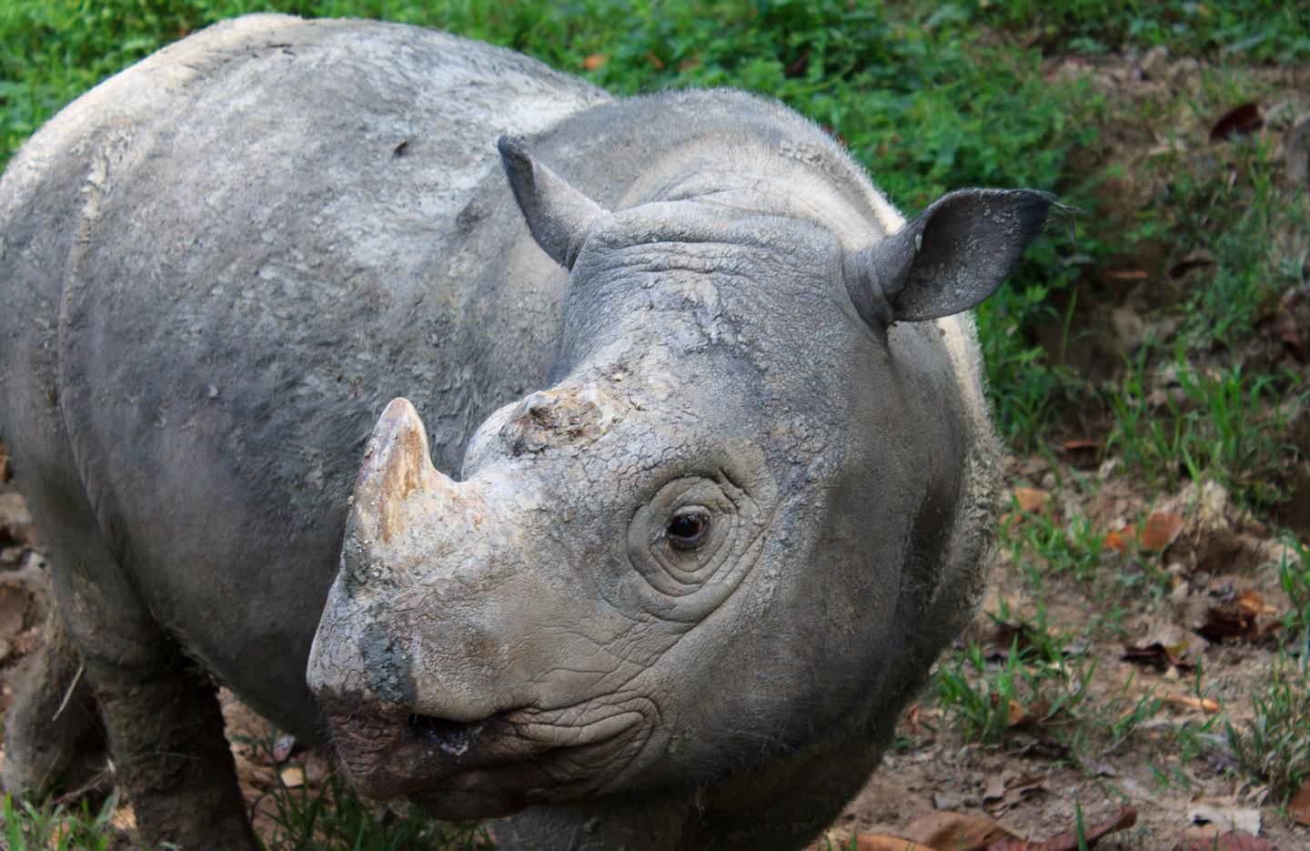 The Sumatran rhino is extinct in the wild in | EurekAlert!