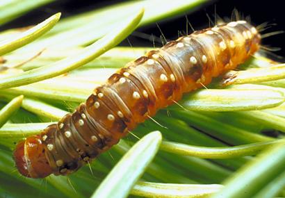 Spruce Budworm Caterpillar