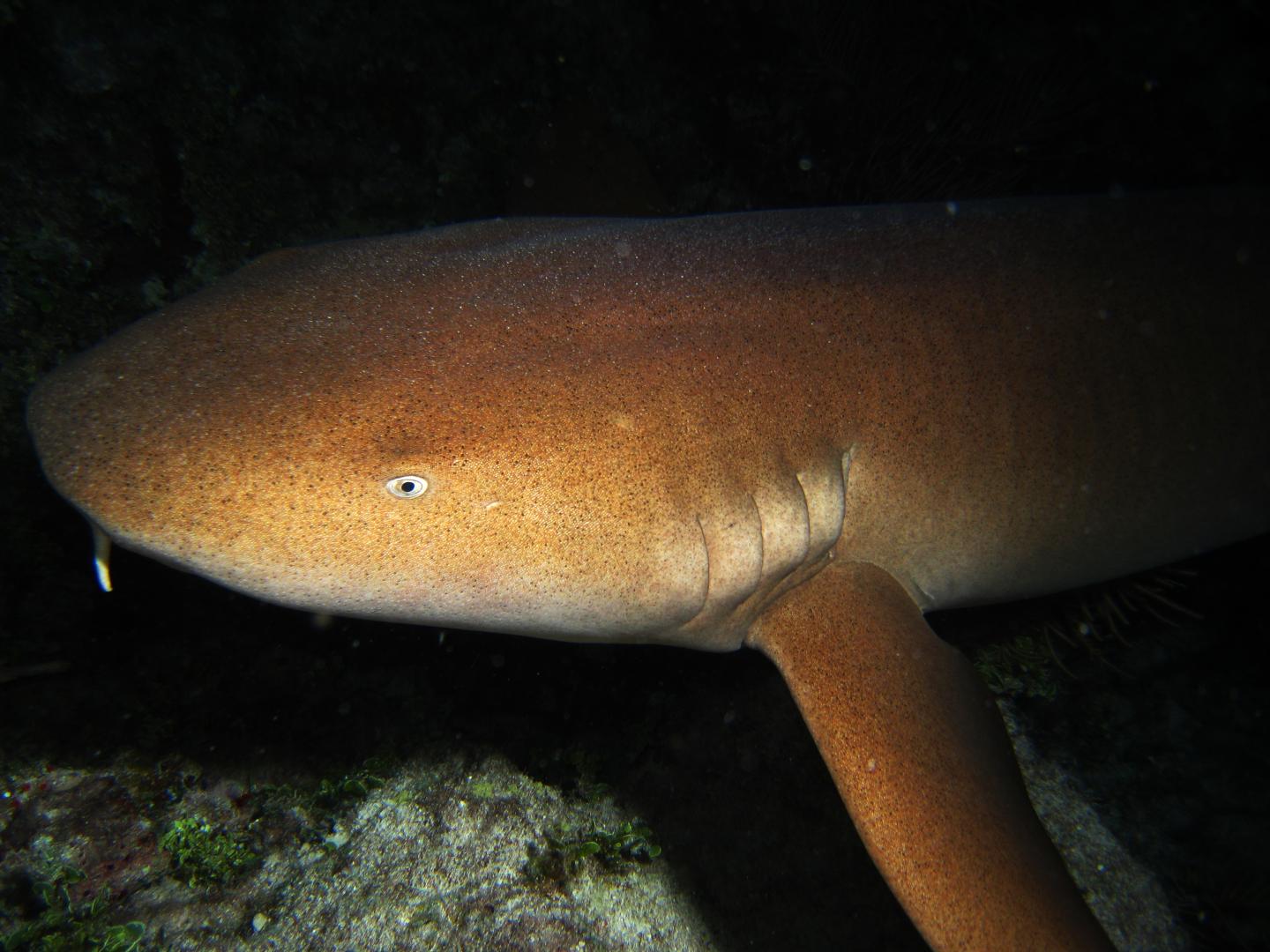 Predatory fish depletion and recovery potential on Caribbean reefs (5 of 11)