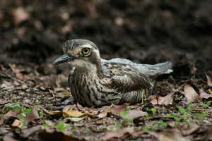 Bush stone-curlew