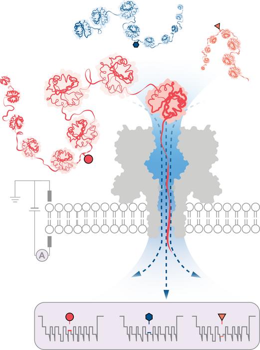 Engineered protein nanopore