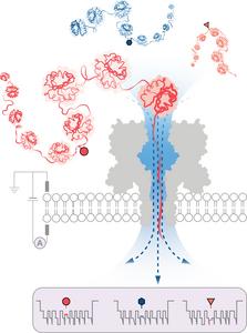 Engineered protein nanopore