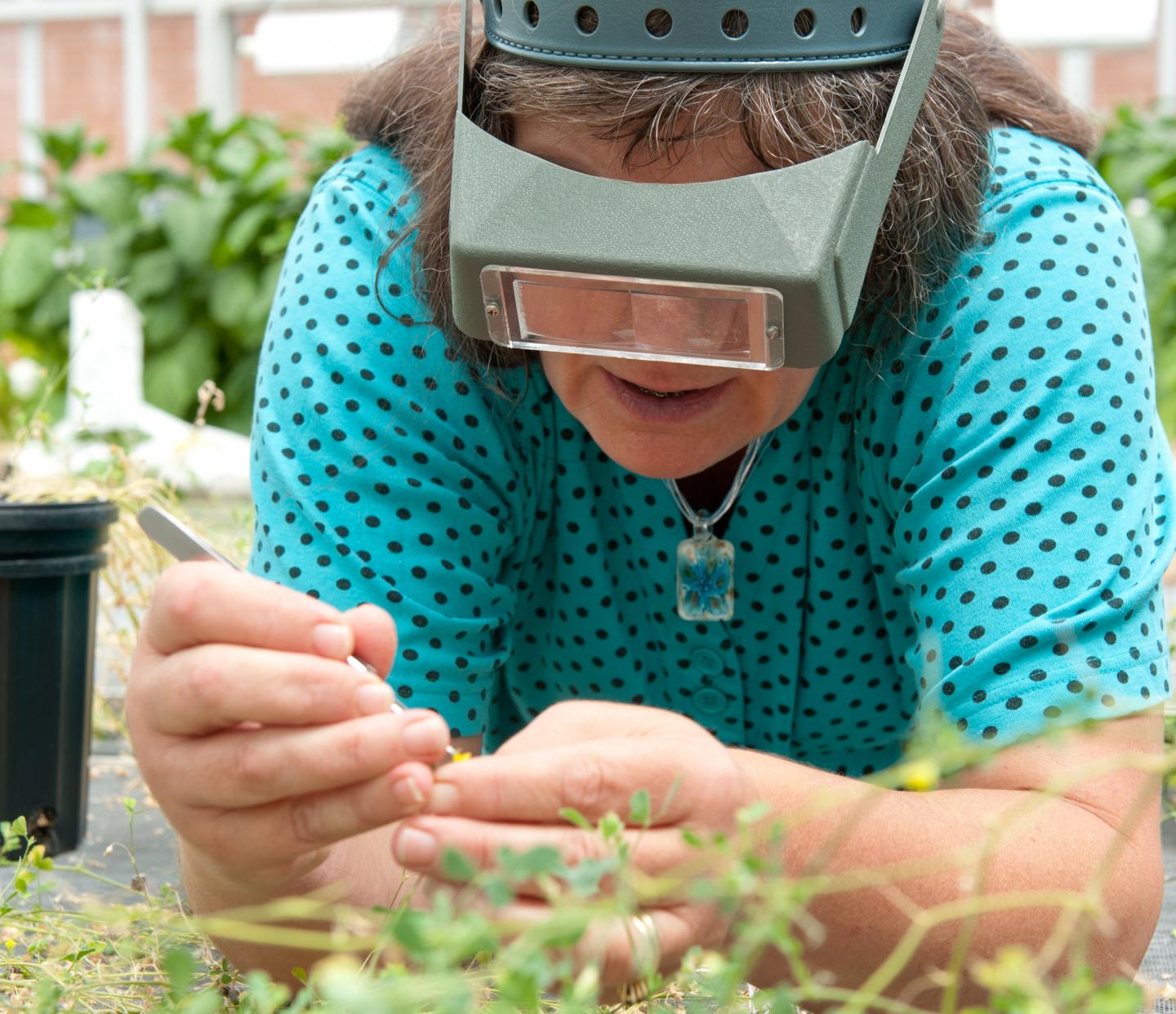 Julia Frugoli, Clemson University