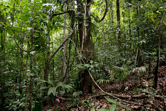 Lianas in Old-Growth Forest