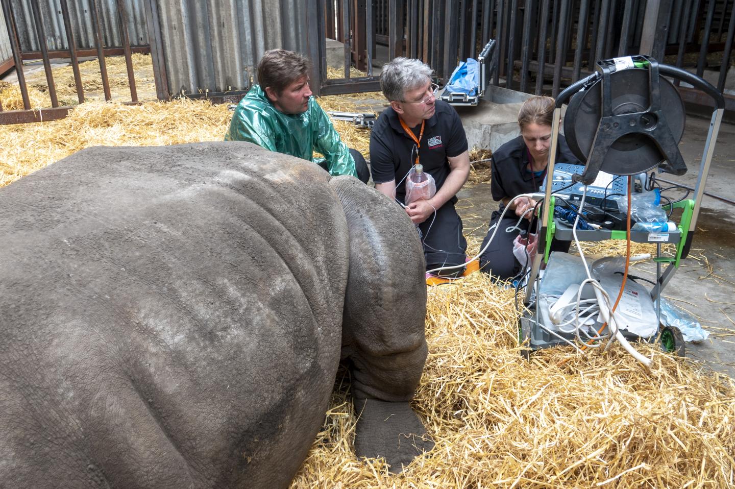 Oocytes Extraction from the Southern White Rhino Female