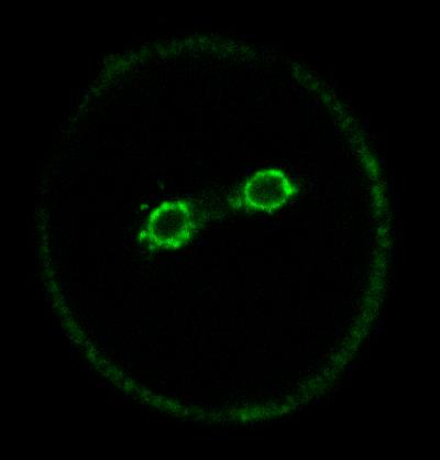 Germline Regulation in Flowering Plants