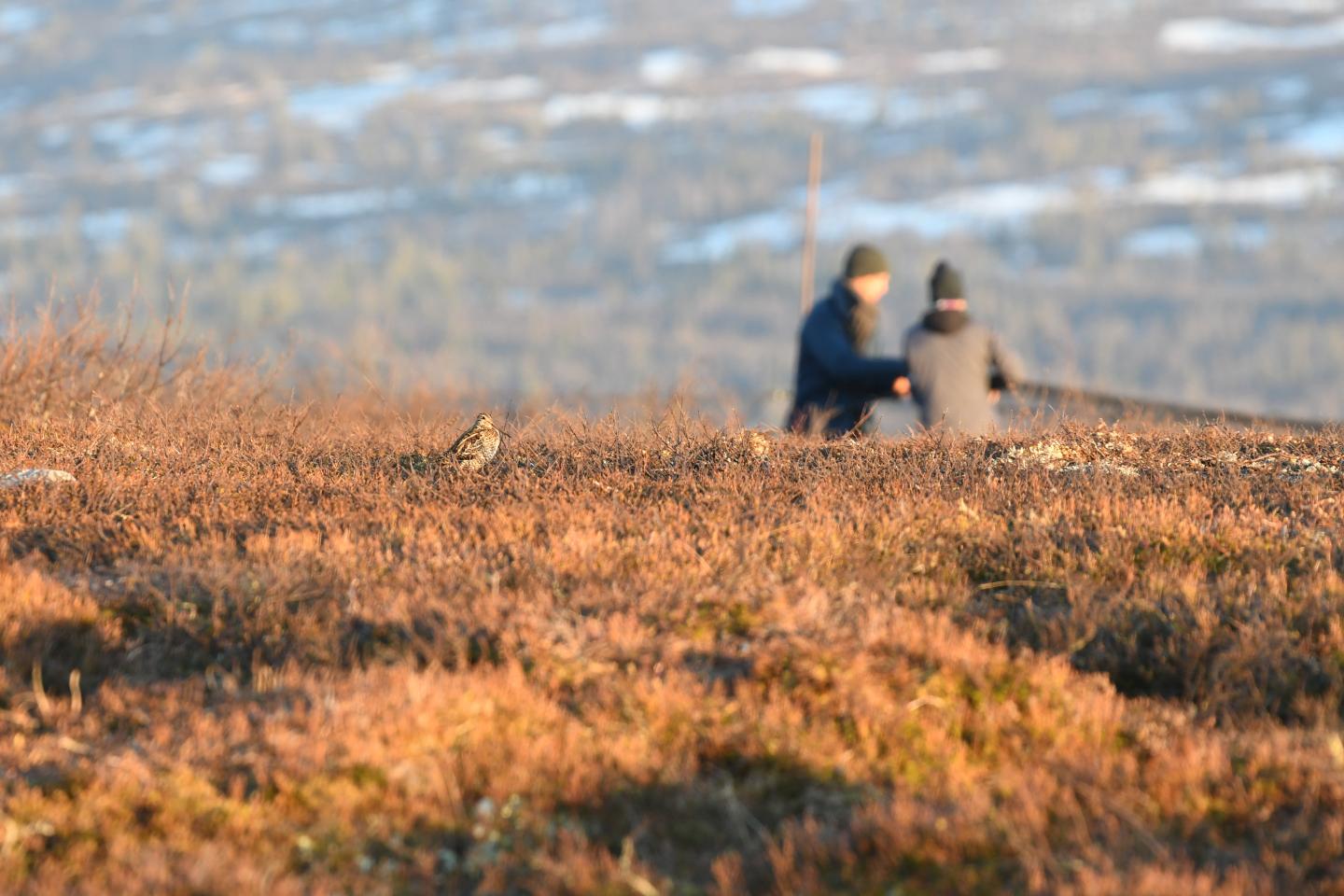 Great snipe and researchers