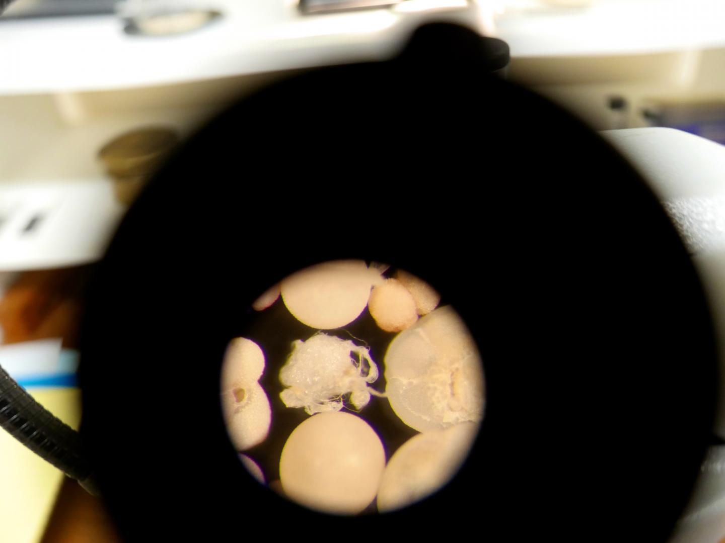 Pelagic Foraminifera