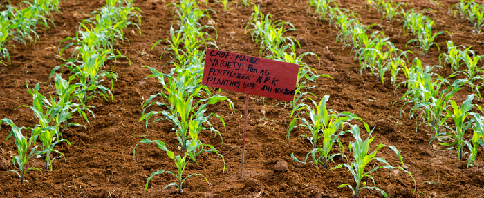 Fertilizer trial conducted in a maize field in Rwanda.