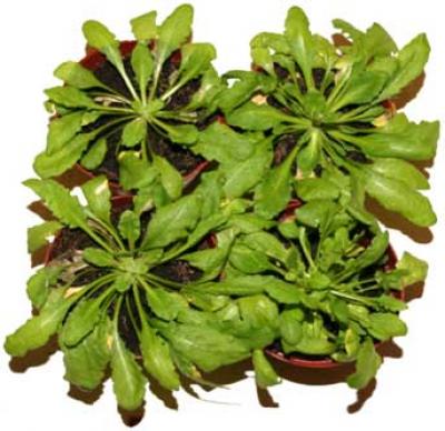 Plant Experiment (1 of 2)