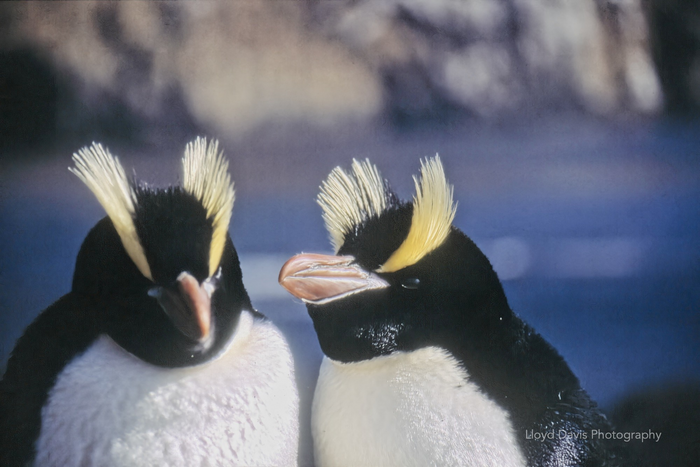 Erect-crested penguins are distinguished by the striking upright crests of yellow feathers above their eyes.