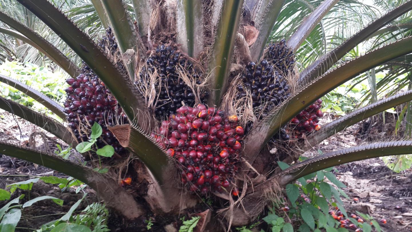 Palm fruit