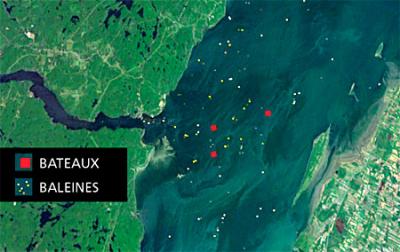 Boats and Whales in the Saint-Laurent