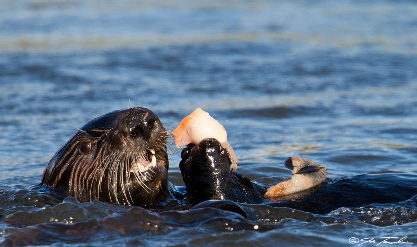 Sea otter with clam