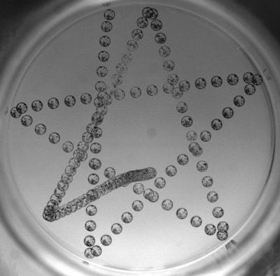 Successive Positions of a Self-Propelled Ethanol Drop on a Cryogenic Bath
