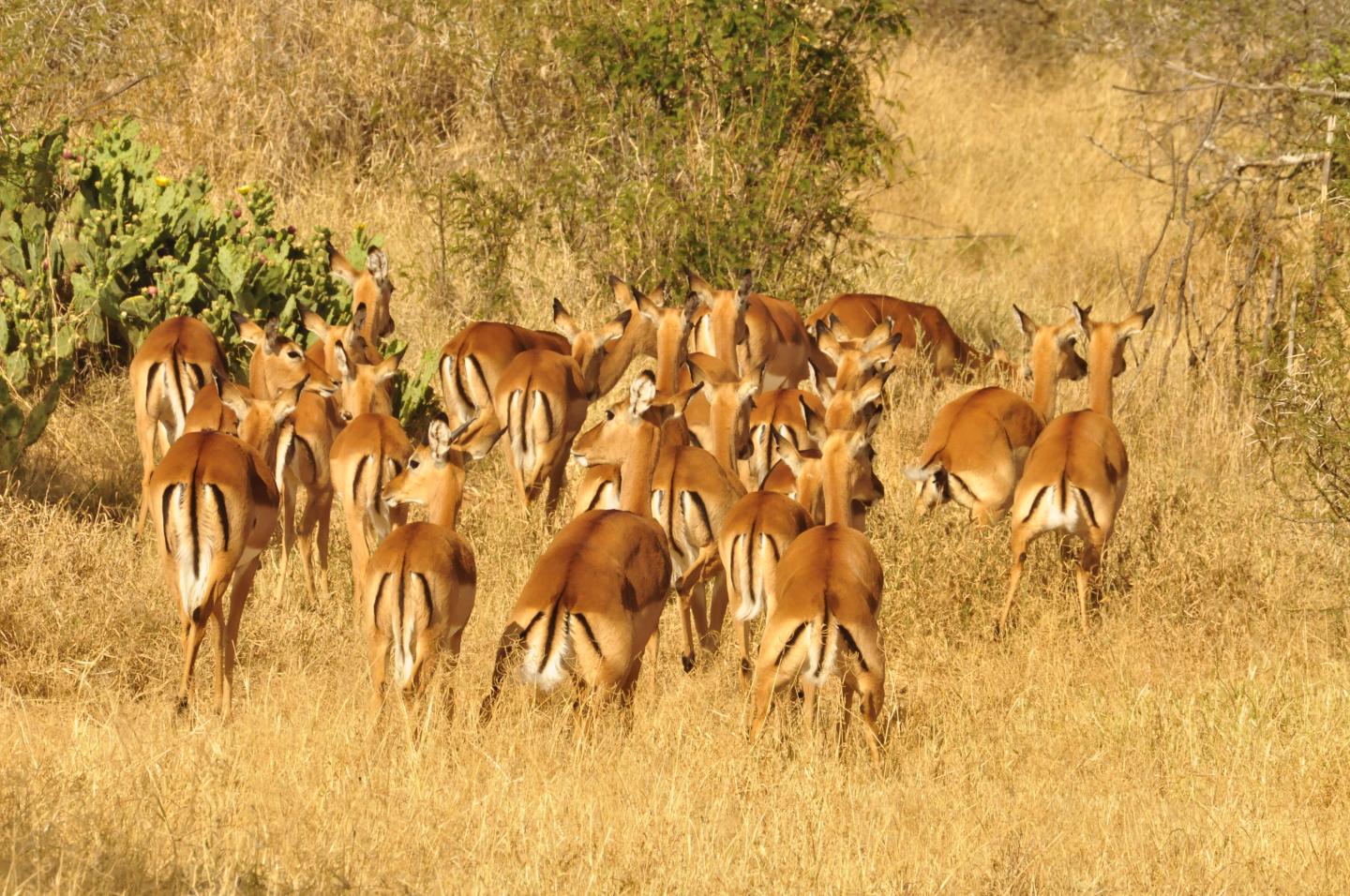 Impala