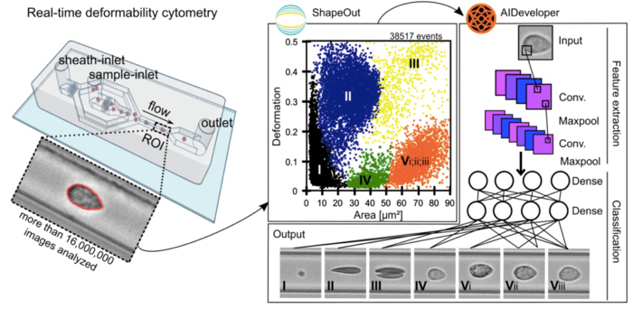Real-time deformability cytometry and subsequent AI-based classification of blood cells.