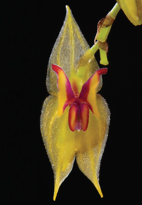 Lepanthes microprosartima
