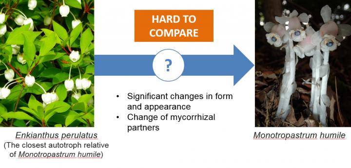 Figure 1: the Evolutionary Path to Becoming a Mycoheterotroph