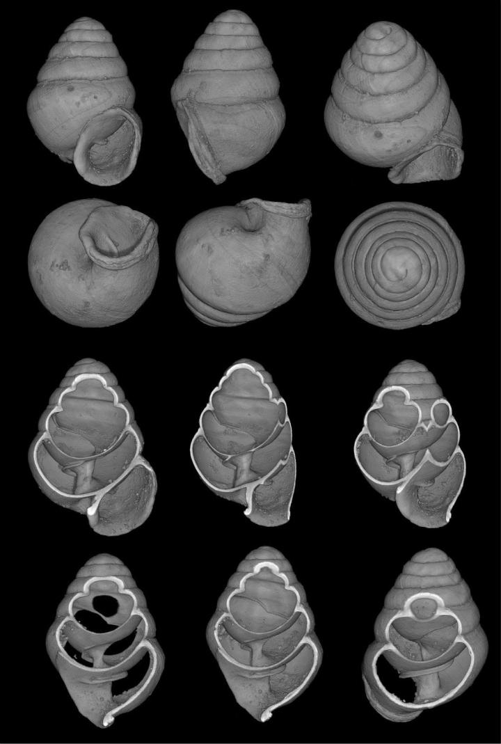Views of <em>Koreozospeum nodongense</em>
