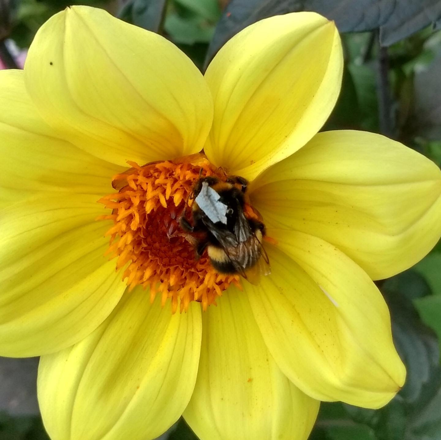 View 2 of a retroreflective tag on a buff-tailed bumblebee Bombus terrestris_Photo by Michael Smith.jpg (1)