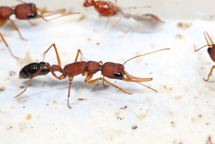 Ant worker