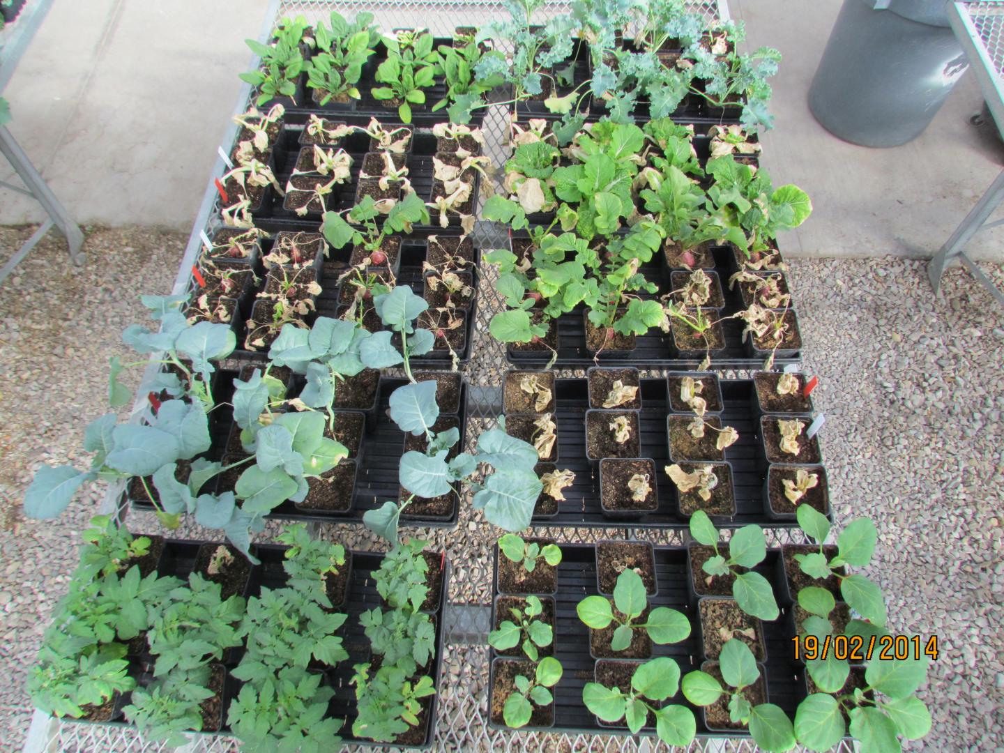 Simulated Seawater Flooding Decreases Growth of Vegetable Seedlings