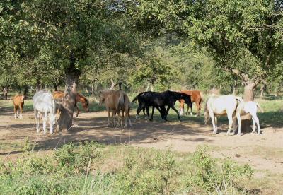 After Domestication, a Horse of a Different Color (2 of 3)