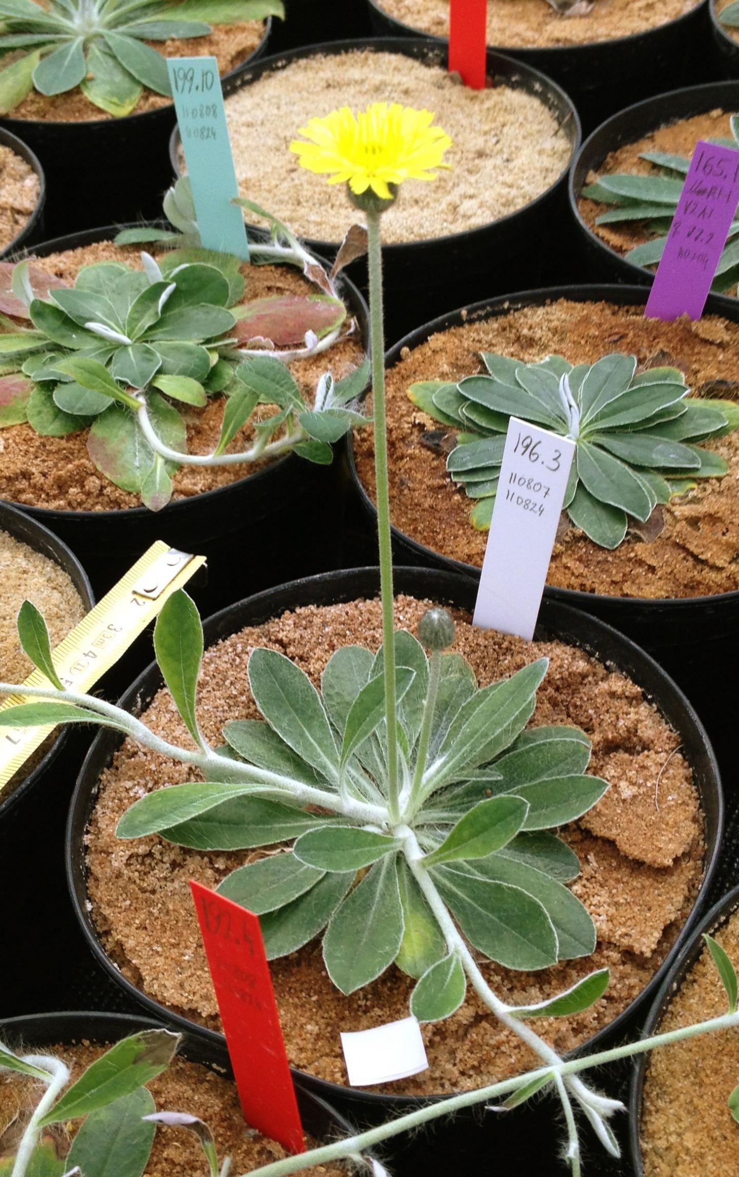 <I>Hieracium pilosella</I>