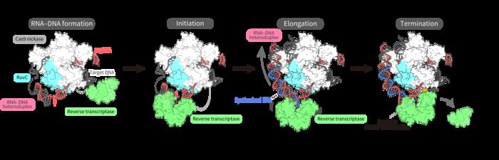 Stepwise model of reverse transcription by the prime editor