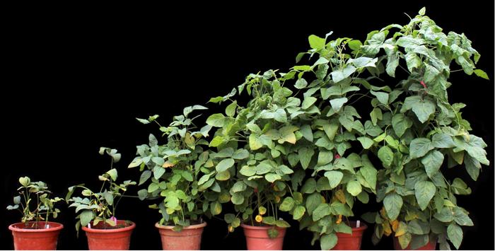 super-early flowering phenomenon in soybean transformants