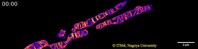 Time-lapse STED Imaging of Cristae Mergence inside a Single Mitochondrion