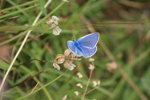 Common Blue male