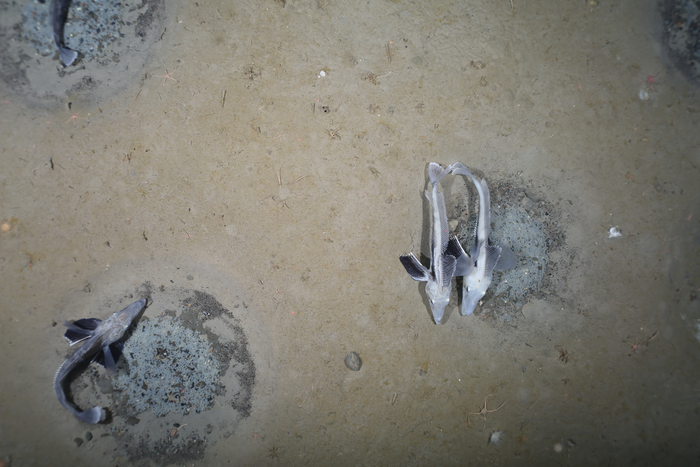 Icefish in the Weddell Sea