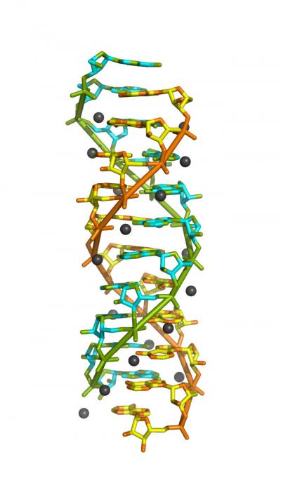 Rendering of the poly(rA)11 Double-Helical RNA