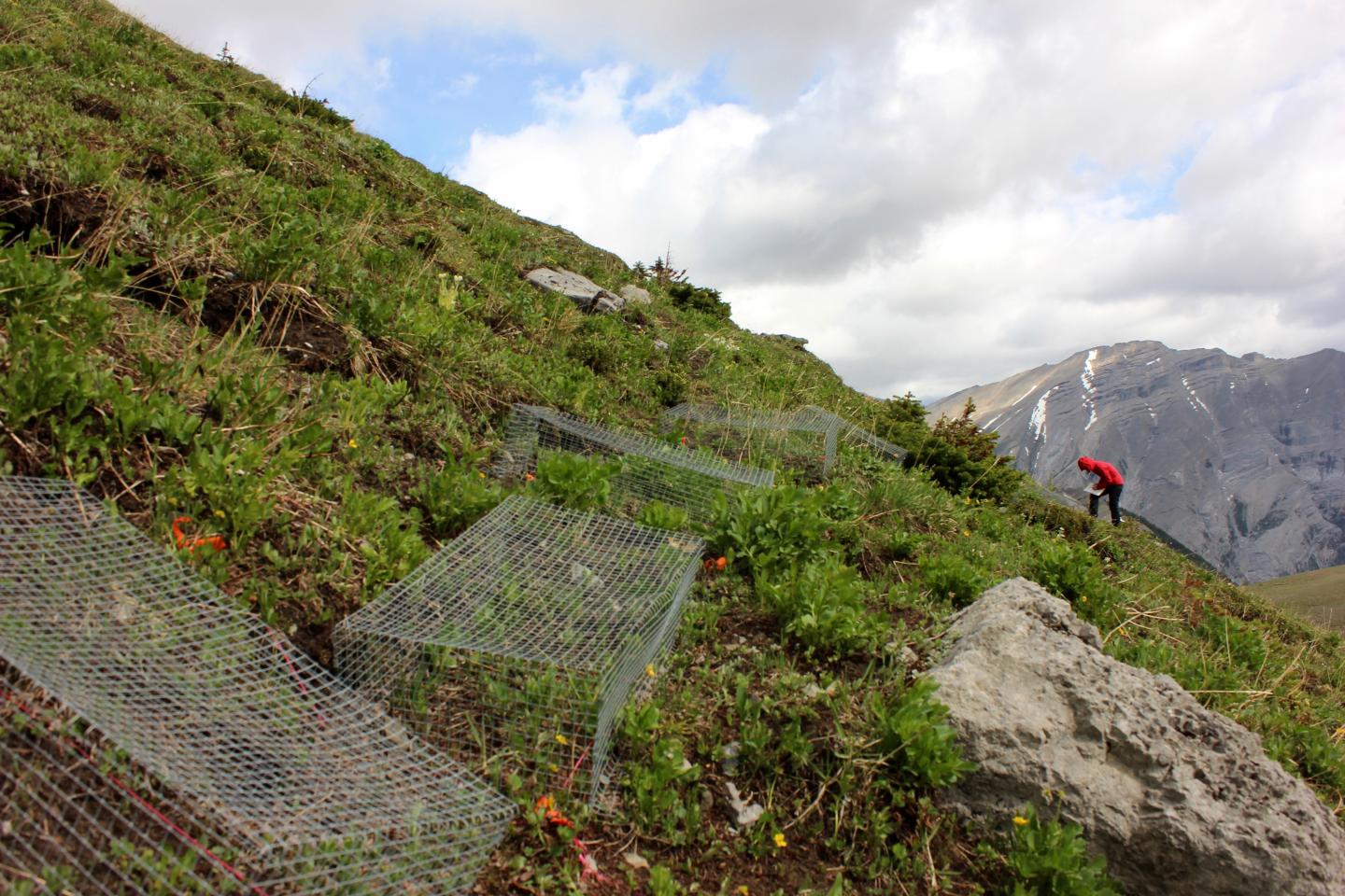 University of Guelph Researcher Conducting Field Work on the Canadian Rockies