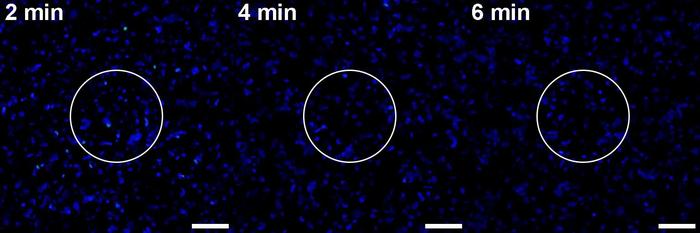 Optogenetic manipulation of aggregate formation