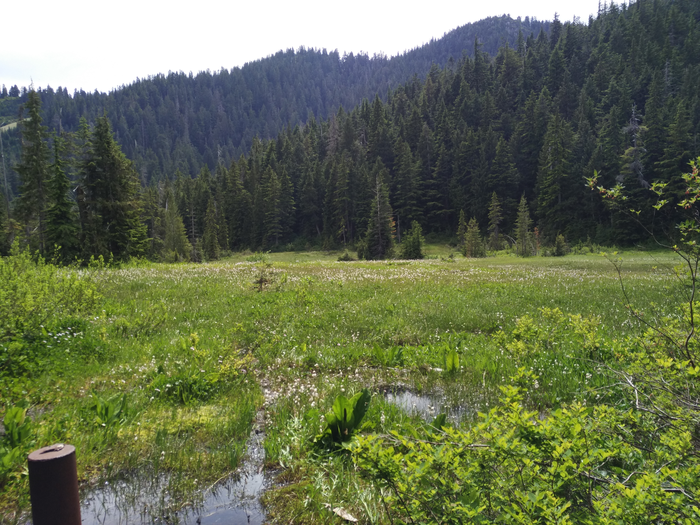 Bog where experiment was conducted
