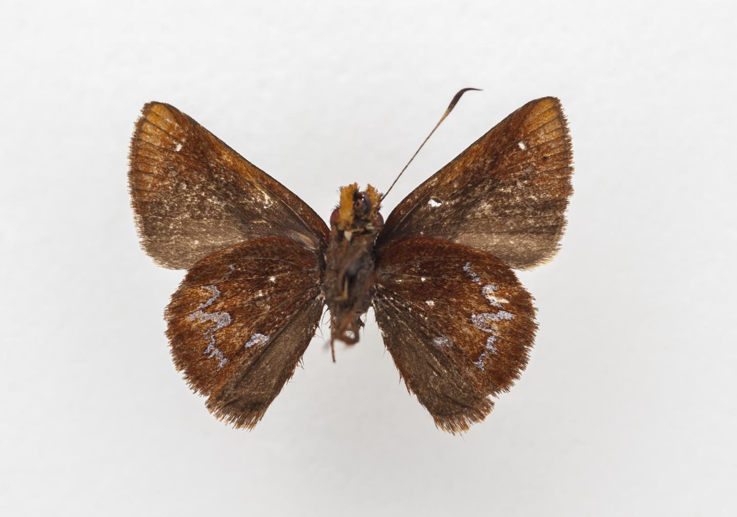 New Butterfly Species Named for Emily Graslie