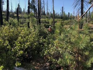 Researcher among shrubs post-fire landscape