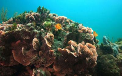 Coral Community at Submarine Springs along the Caribbean Coast of Mexico