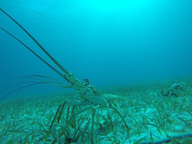 Caribbean Spiny Lobster in the Bahamas