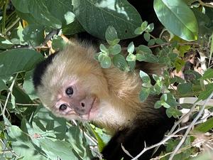 Capuchin monkey