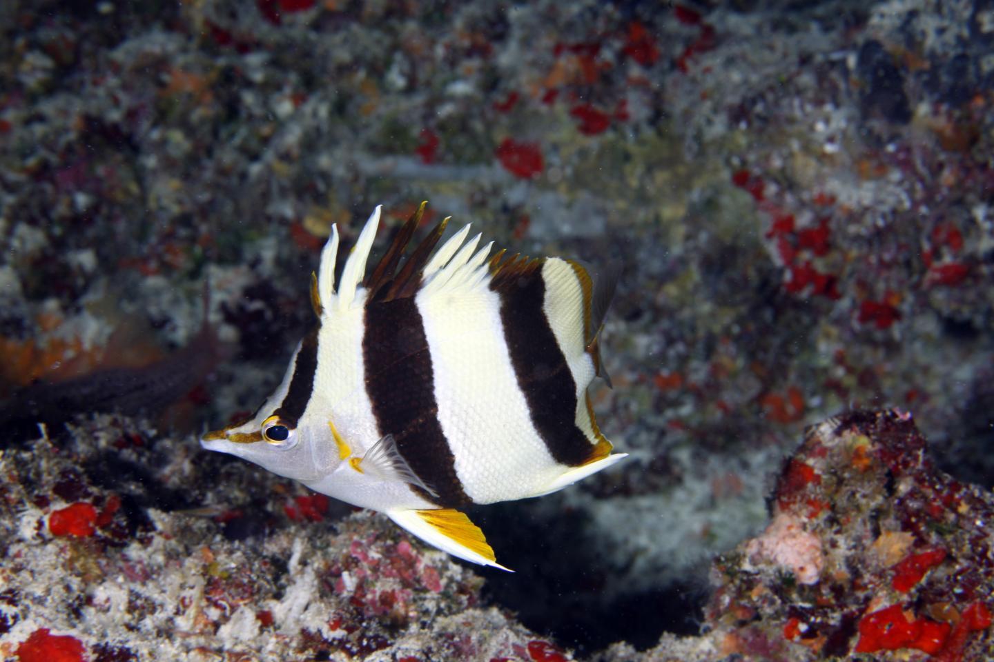 Newly Discovered Butterflyfish, Papahānaumokuākea Marine National Monument